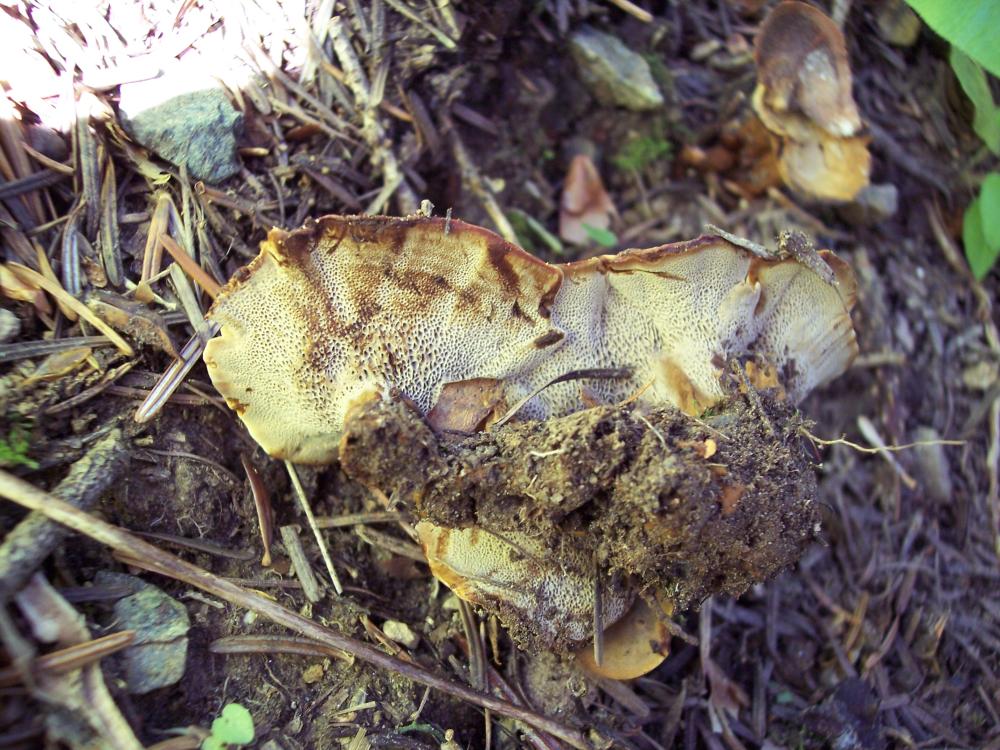 Finalmente funghi in valle (aosta)